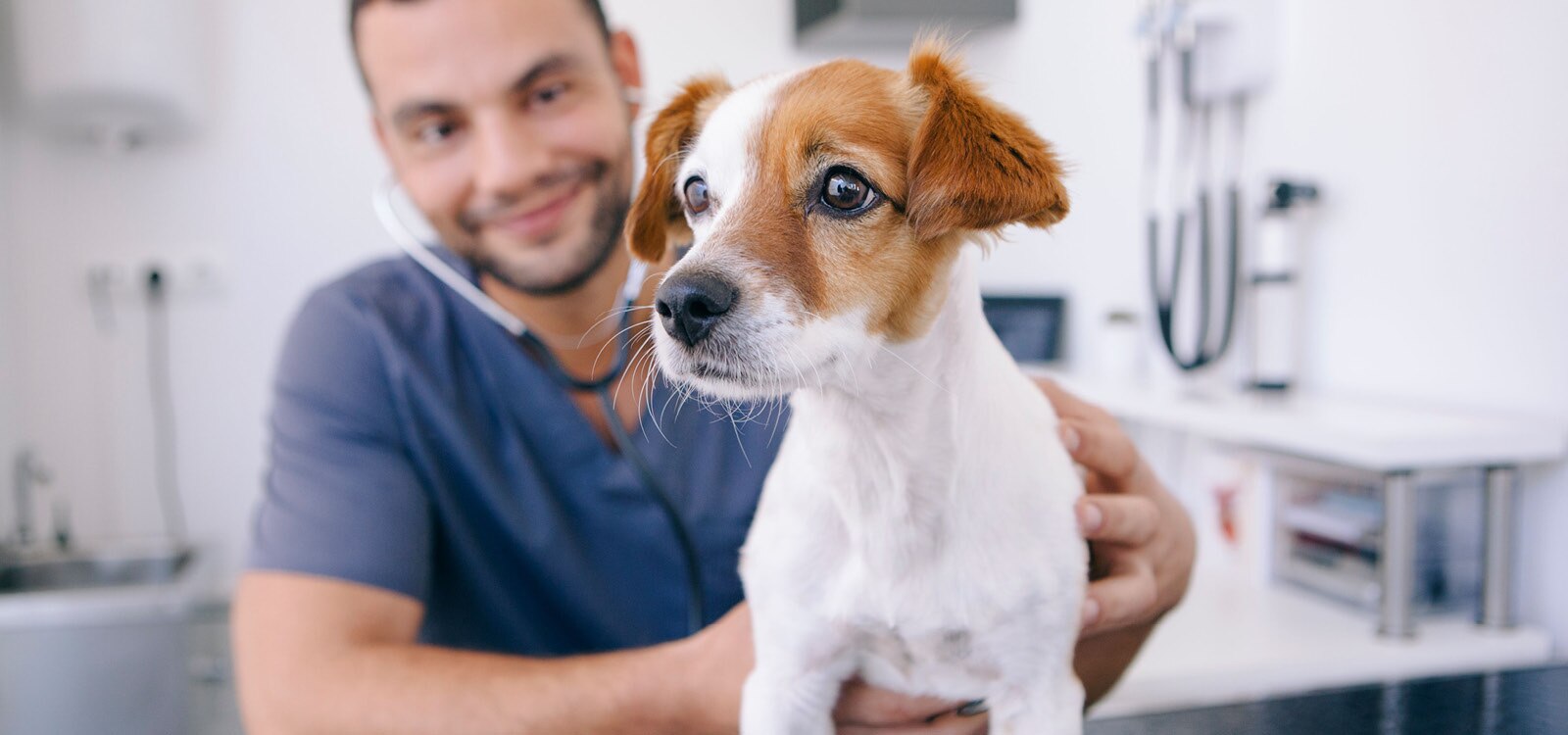 Veterinary nurse holding a small dog on a treatment table
